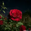 user6105048555859