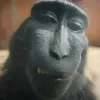 boss_monkey5