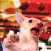 peeloolaa_