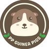 PP GUINEA PIGS