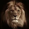 abdolrahman_sndi