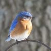 relaxingbirdwatch