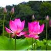 userphamhungphuong110