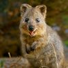 qui_pro_quokka