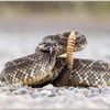 crocodile.dg13