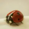 ladybugk1sses