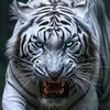 white_tiger116