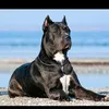 adrian_ionut89