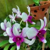 tung.huynh128