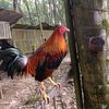 igffarm2
