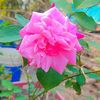 ayesha.islam.habi