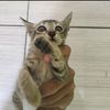 rapzypanutan