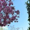 flowers_blue_enhypen
