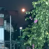 lari_ss_29