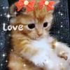 h_kevin_kittenlover