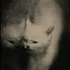 youstinkgetawayho