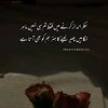 mahnoo538