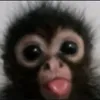 x_amelaa0