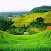 trung_luxury