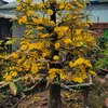 www.hongngoc