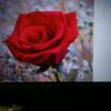 usermddaud116266292837
