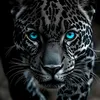 tiger42566