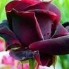 saeedkhan.41