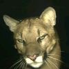 prince.amar4