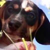 handy_hounds