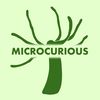 the_microcurious