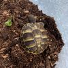 tortie_the_tortis