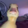 el_cuack_me_consume