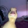 fernanda.lrio