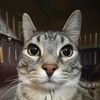 tsar_4079