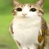 alancitorudygmail