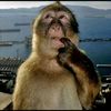 ilike_eating.pape