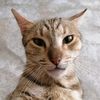 FatCat