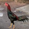 alvankucay8