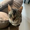 ilovecatsm11