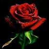 faizanfaiz331