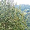 giresun2828da