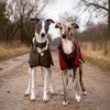 HicksTheWhippet