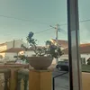 kikaamariaa