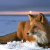 fox_gamer_66