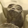 ayyxact