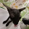 serana_cat