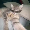 ni._.ker