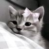 always_lulu0