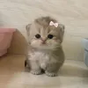 kitty_so_cute