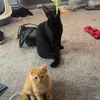 Devil+ angel